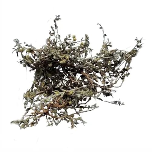 DR ARYA Dr. Arya's Shankhpushpi 100g | Convolvulus Pluricaulis, Shankhini, Kambumalini, Samkhapushpi, Sadaphuli, and Sankhaphuli | For Tea, Superherb for Memory & Sleep, Helps with Headache | 100gm - Image 2