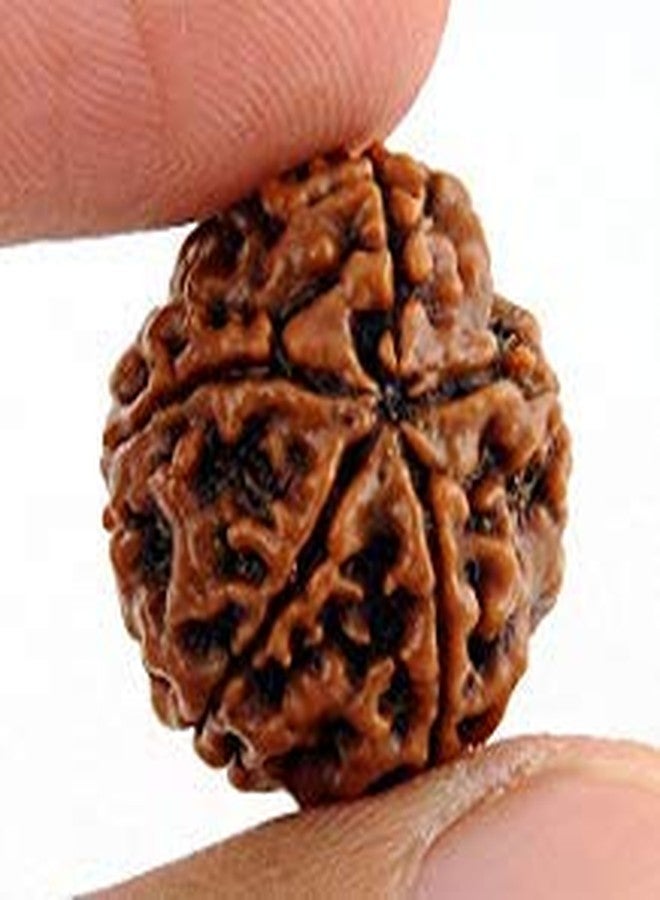معرض ذا جالاكسي، رودراكشا نيبالية بخمسة أوجه (5 موخي) معتمدة من مختبر معتمد - Image 2