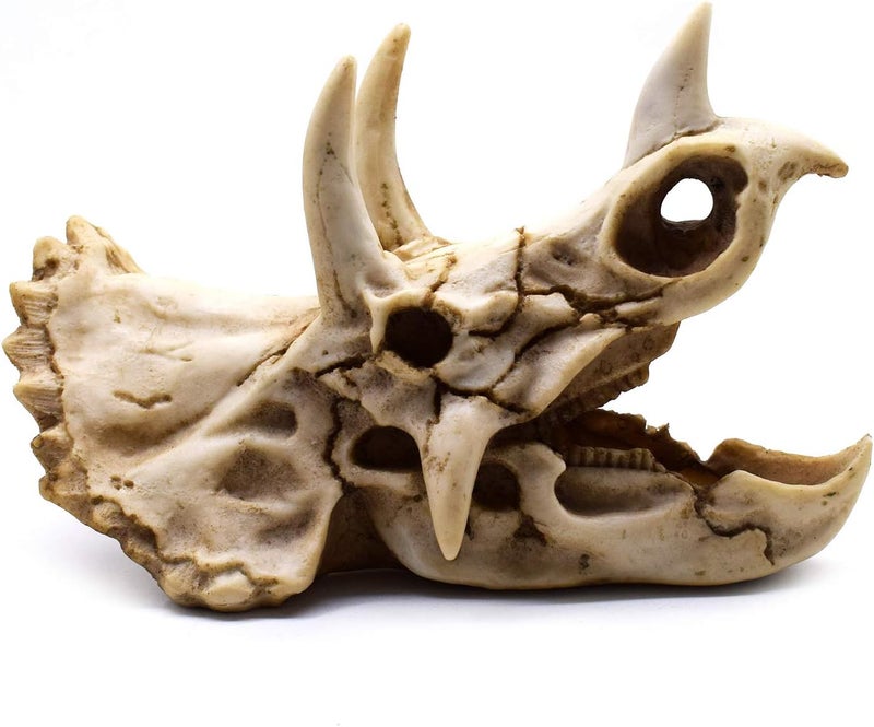 SHTWX Low maintenance Resin Dinosaur Skeleton Triceratops Imitation Skull Model Home Office Display Decorative Decoration 7x4.7x4 Inch Worldwide simple practical design - Image 2