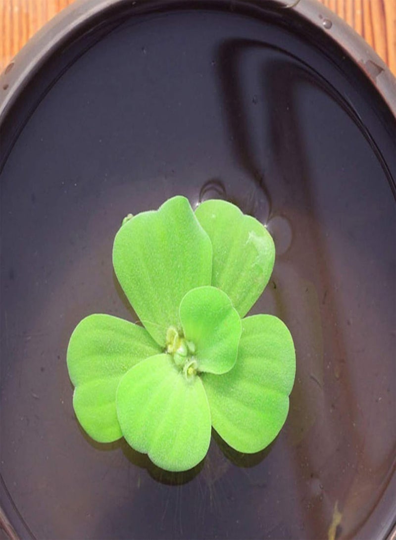 GGOOT Green Garden Flower Plants-100Pcs/Bag Hydrophyte Seeds DIY Decorative Green Garden Foreground Aquarium Water Grass Seeds for Home - D Aquatic Plant Seeds - Image 3