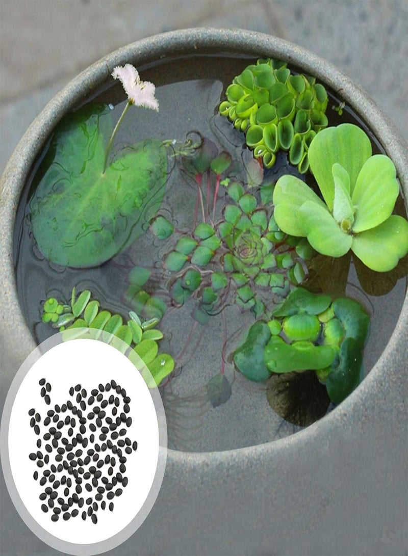 GGOOT Green Garden Flower Plants-100Pcs/Bag Hydrophyte Seeds DIY Decorative Green Garden Foreground Aquarium Water Grass Seeds for Home - D Aquatic Plant Seeds - Image 2