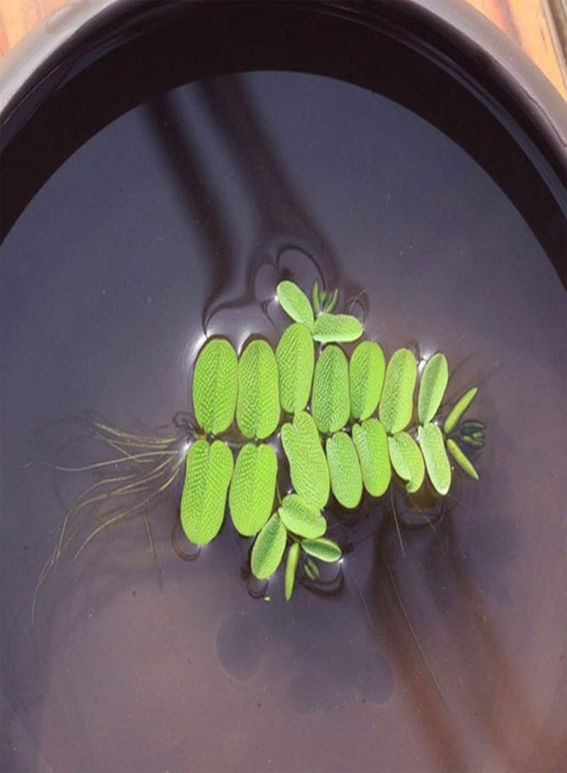 GGOOT Green Garden Flower Plants-100Pcs/Bag Hydrophyte Seeds DIY Decorative Green Garden Foreground Aquarium Water Grass Seeds for Home - D Aquatic Plant Seeds - Image 4