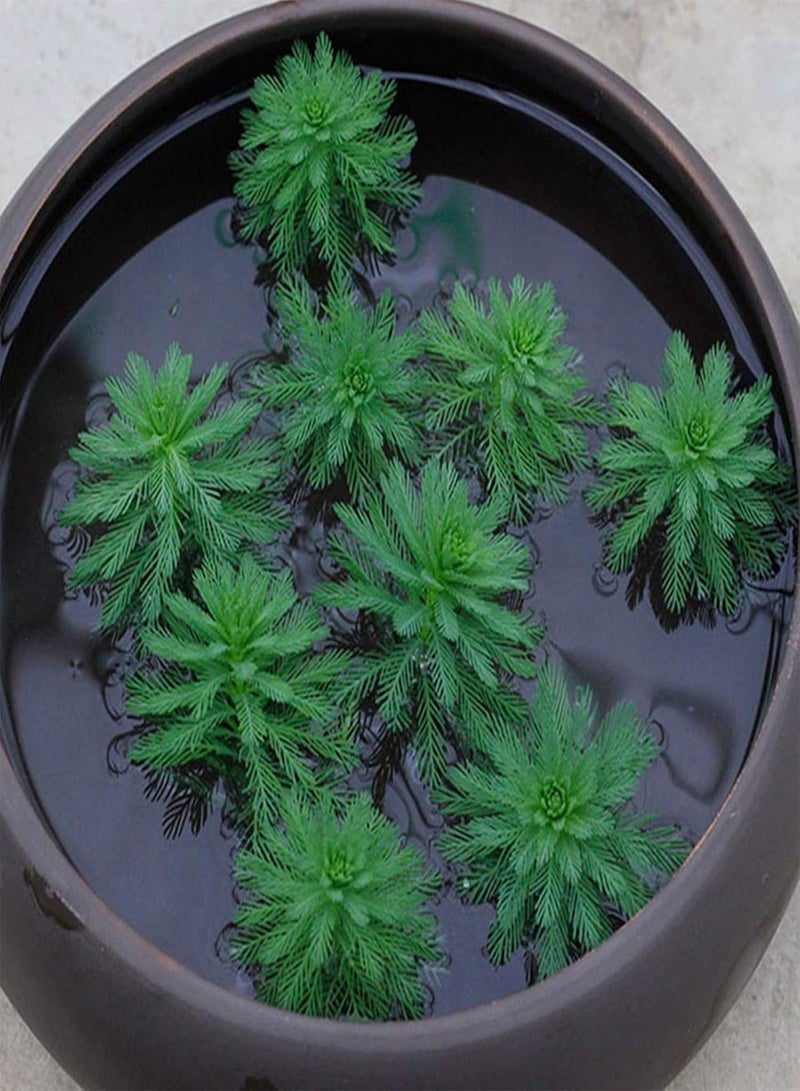 GGOOT Green Garden Flower Plants-100Pcs/Bag Hydrophyte Seeds DIY Decorative Green Garden Foreground Aquarium Water Grass Seeds for Home - D Aquatic Plant Seeds - Image 1