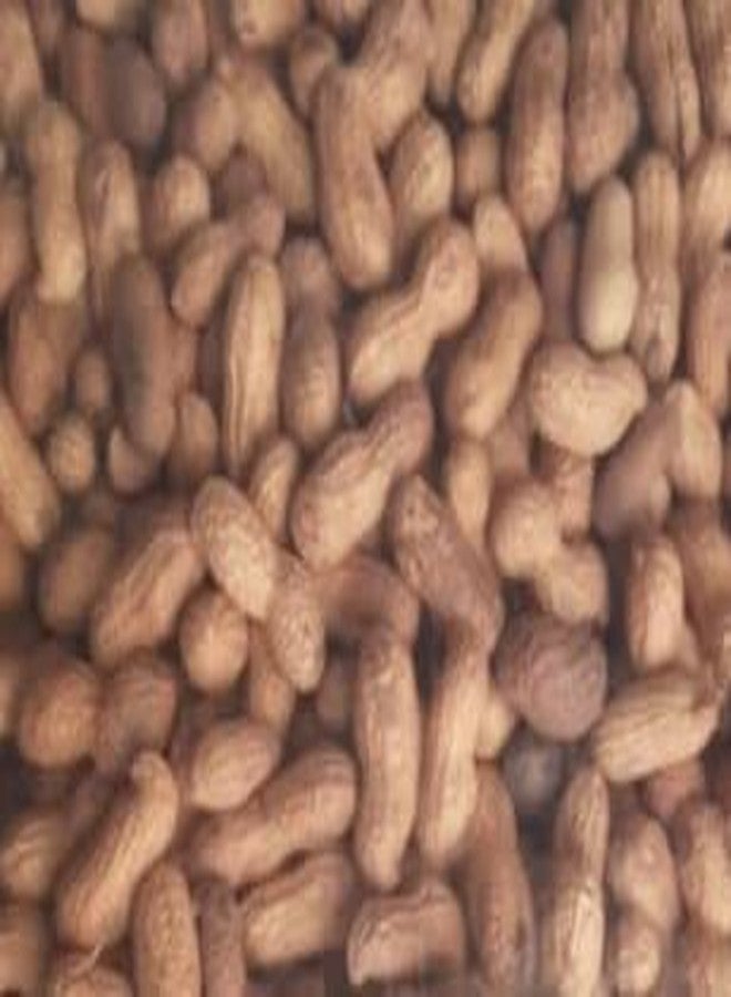 AWADH Roasted Groundnut With Shell 950g | Bhuni Sabut Mungfali |Moongfalli|Falli|Penuts|Ready to Eat ???? ????? ??????? 950 gm - Image 3