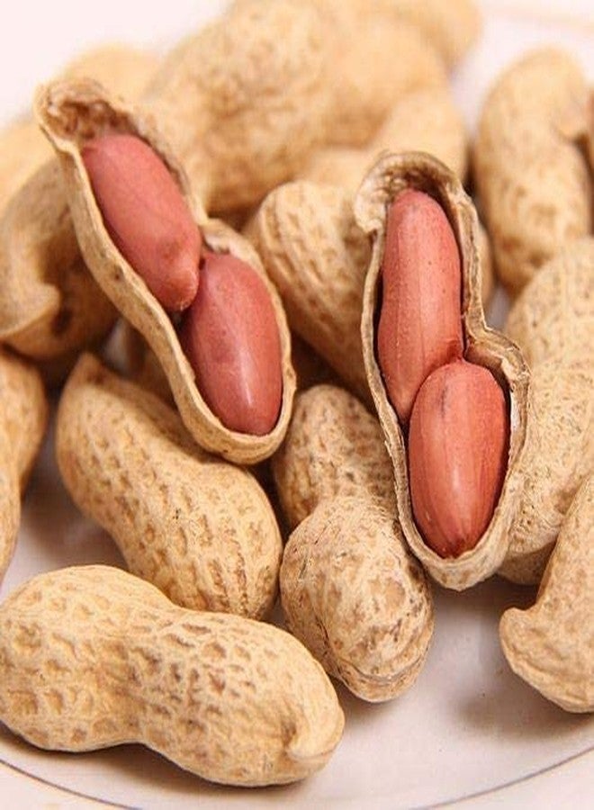 AWADH Roasted Groundnut With Shell 950g | Bhuni Sabut Mungfali |Moongfalli|Falli|Penuts|Ready to Eat ???? ????? ??????? 950 gm - Image 1