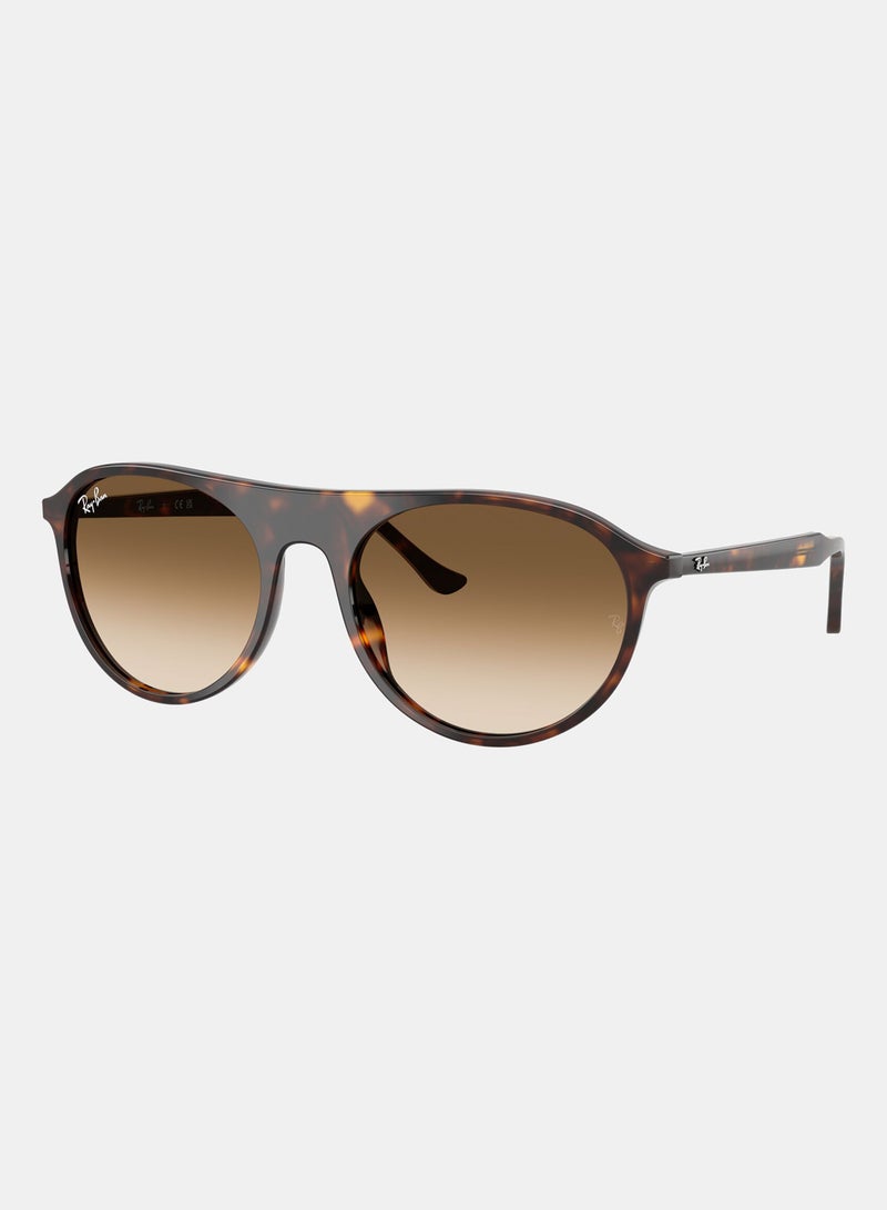 راي بان Women Full-rimed Aviator Sunglasses 2215, 56, 902, 51 - Image 2