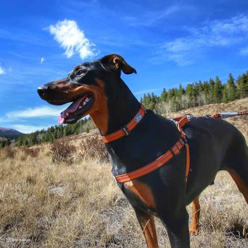 Coastal Pet K9 Explorer Reflective Adjustable Dog Collar - Comfortable Collar for The Outdoors - Durable, Lightweight Accessory with Side-Release Buckle - Campfire Orange, 1" x 12-18" - Image 3