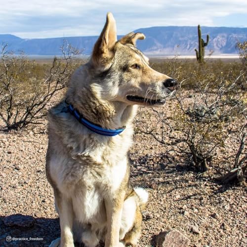 Coastal Pet K9 Explorer Reflective Adjustable Dog Collar - Comfortable Collar for The Outdoors - Durable, Lightweight Accessory with Side-Release Buckle - Campfire Orange, 1" x 12-18" - Image 2