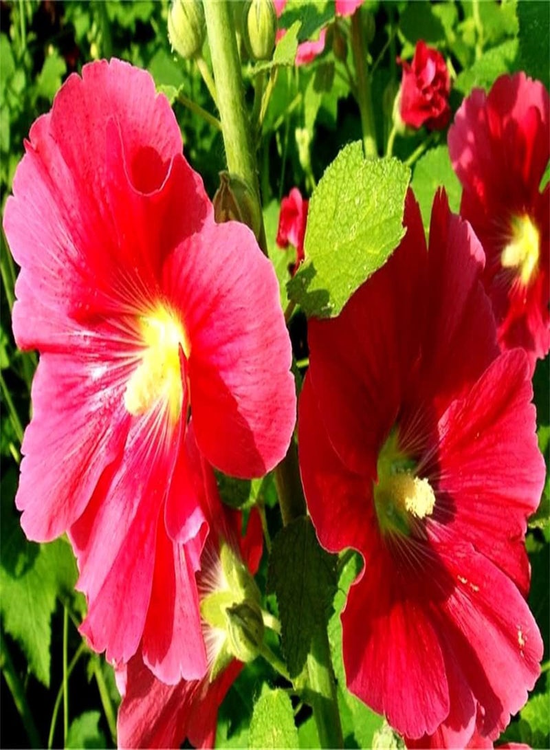 GGOOT Hollyhock Seeds-Outdoor Seeds UK-Can Blossom in Large Numbers Cute Flowers-300pcs - Image 1