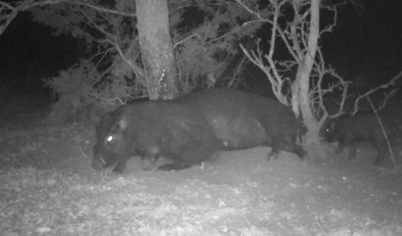 Elusive Wildlife زيت الخنازير البرية - طعم الخنازير البرية - Image 5