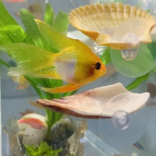 Oncpcare Betta Fish Resting Spot Shell Bed 2-Pack — Cozy Natural Shell Perch for Betta Tanks, Encourages Natural Resting & Hiding Behaviors - Image 4