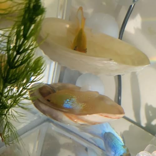 Oncpcare Betta Fish Resting Spot Shell Bed 2-Pack — Cozy Natural Shell Perch for Betta Tanks, Encourages Natural Resting & Hiding Behaviors - Image 3