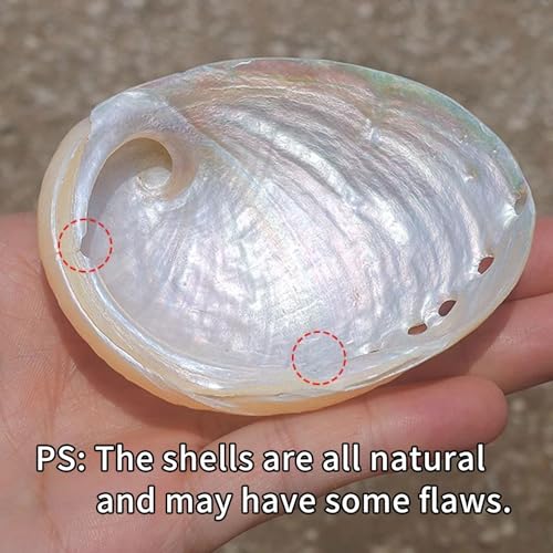 Oncpcare Betta Fish Resting Spot Shell Bed 2-Pack — Cozy Natural Shell Perch for Betta Tanks, Encourages Natural Resting & Hiding Behaviors - Image 5