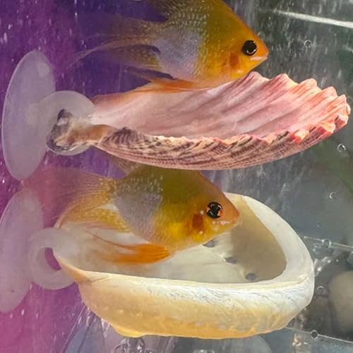Oncpcare Betta Fish Resting Spot Shell Bed 2-Pack — Cozy Natural Shell Perch for Betta Tanks, Encourages Natural Resting & Hiding Behaviors - Image 1