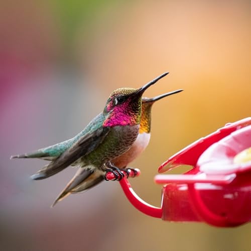 Perky-Pet 220 The Grand Master 48-Ounce Hummingbird Feeder - Image 3