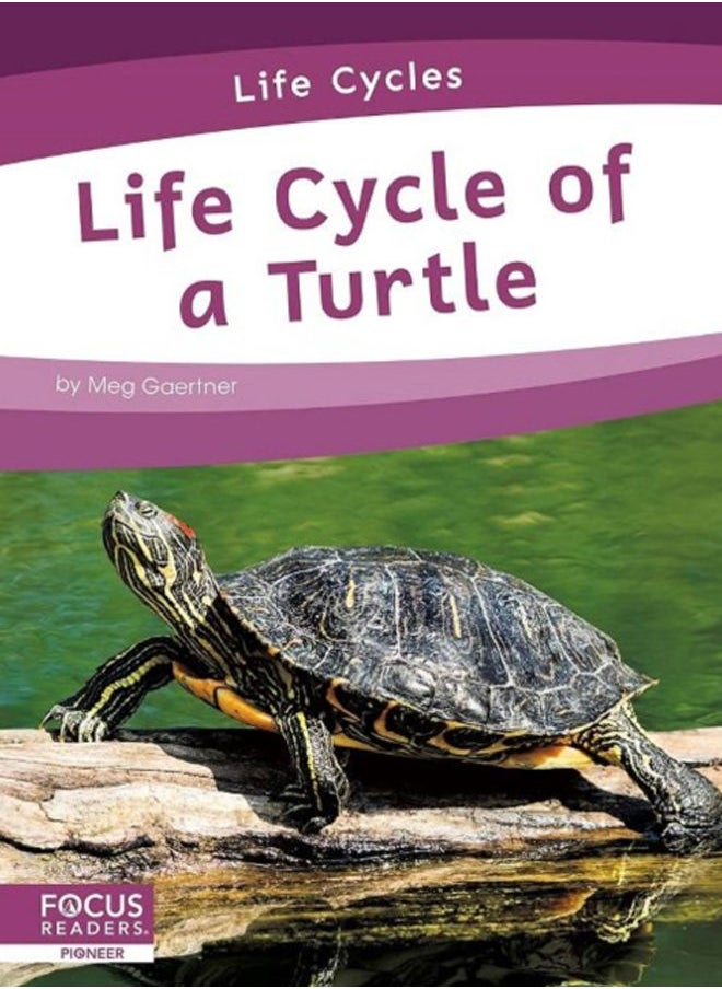 null - Life Cycles: Life Cycle of a Turtle - Image 1