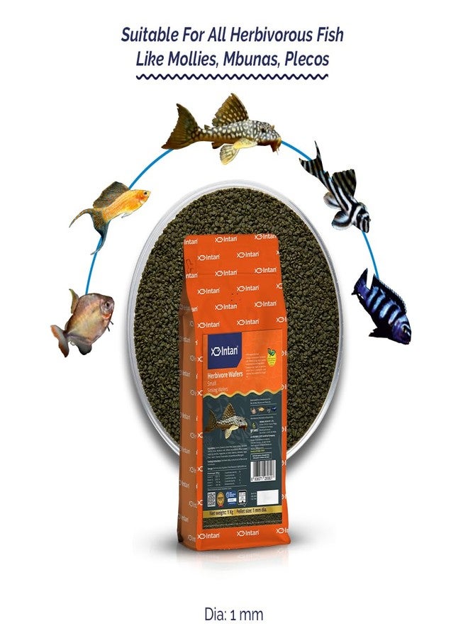 Intan Herbivore Wafers (Small 1mm Sinking) | 1Kg - Highly Nutritious Ornamental Fish Food for Herbivorous Fish - Mollies, Mbunas & Plecos | Growel Feeds - Image 2