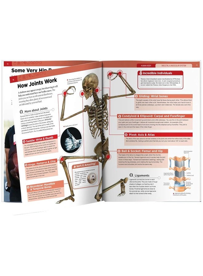 Human Body Box Set: Knowledge Encyclopedia For Children - Image 4