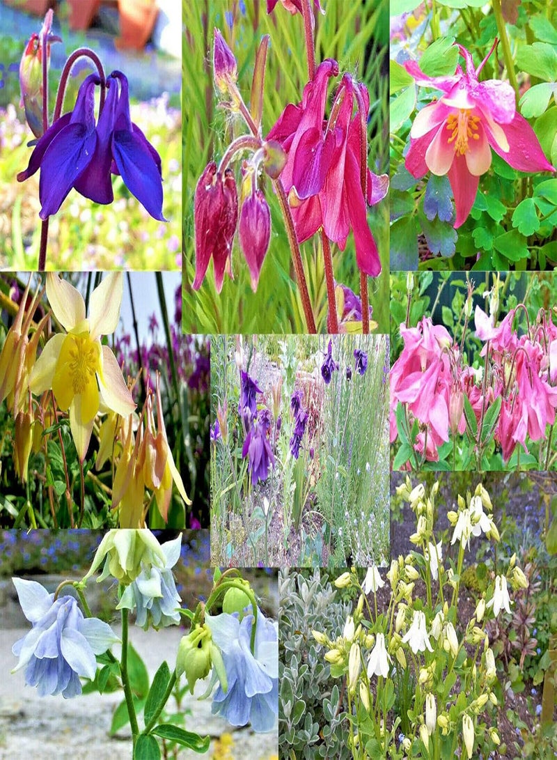 GGOOT 50 Seeds of Aquilegia. Columbine, Granny's Bonnet. Mixed