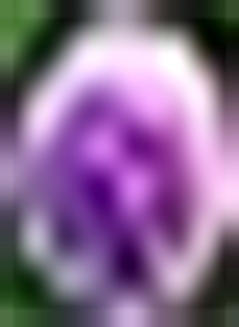 GGOOT 5pcs Mixed Color Allium Seeds Indoor Kitchen Outdoor Planting Gardening Experience Create Your Own Garden Attract Bees Butterflies - Image 2