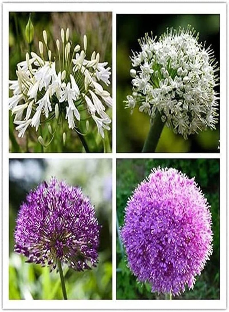 GGOOT 5pcs Mixed Color Allium Seeds Indoor Kitchen Outdoor Planting Gardening Experience Create Your Own Garden Attract Bees Butterflies - Image 1
