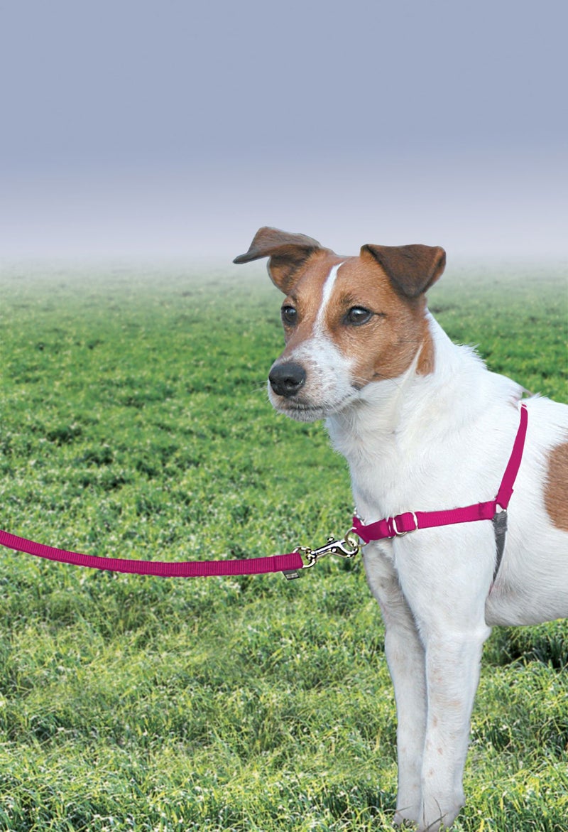 PetSafe Easy Walk Harness for Dogs - Pull-Free Walks - Martingale Loop Design - Front Chest Leash Attachment - Adjustable Comfort Straps - Breathable Harness Design - Small/Medium, Raspberry/Gray - Image 2