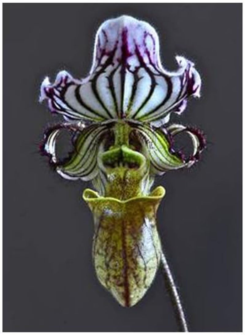GGOOT Japanese Style Cypripedium Seeds Balcony Potted Bonsai Flower Seeds Flower Seeds Garden Pocket Slipper Orchid 100Pcs 