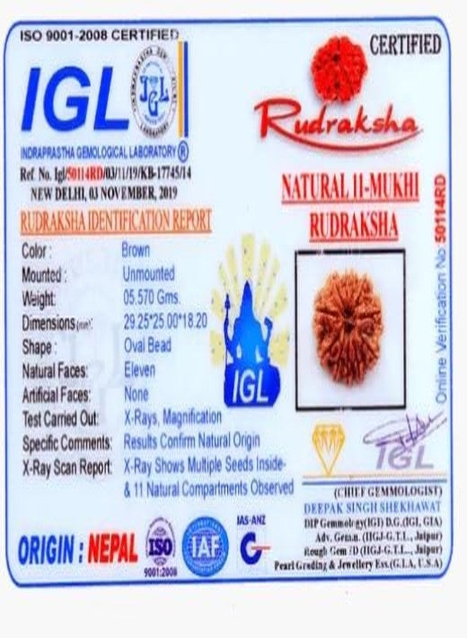 Trinetra Gems نيبالي 11 Mukhi Rudraksha مختبر أصلي معتمد A++ Gyarah Mukhi Rudraksha علم التنجيم خرز Rudraksha حقيقي ونادر أحد عشر وجه Rudraksha 11 मुकी रुप्राक्ष Ekadash Mukhi Rudraksh - Image 5
