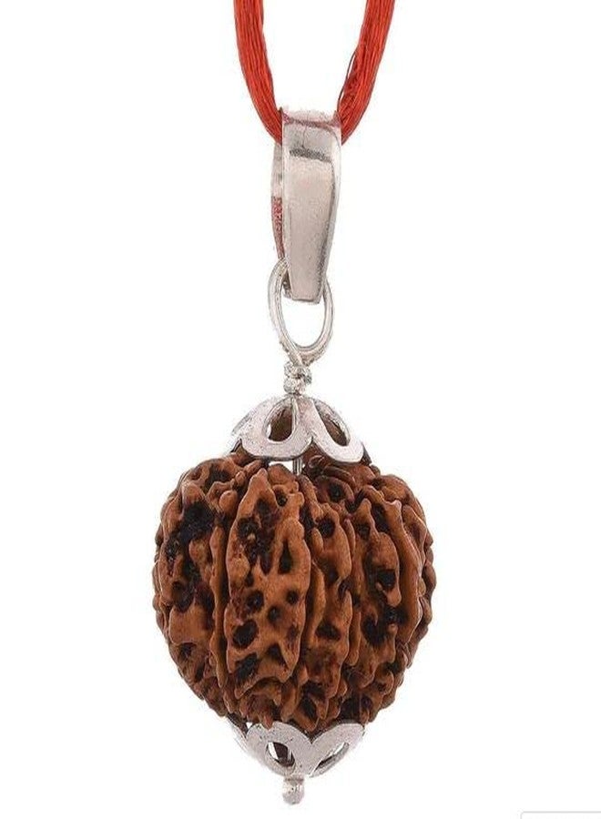 Trinetra Gems نيبالي 11 Mukhi Rudraksha مختبر أصلي معتمد A++ Gyarah Mukhi Rudraksha علم التنجيم خرز Rudraksha حقيقي ونادر أحد عشر وجه Rudraksha 11 मुकी रुप्राक्ष Ekadash Mukhi Rudraksh - Image 2