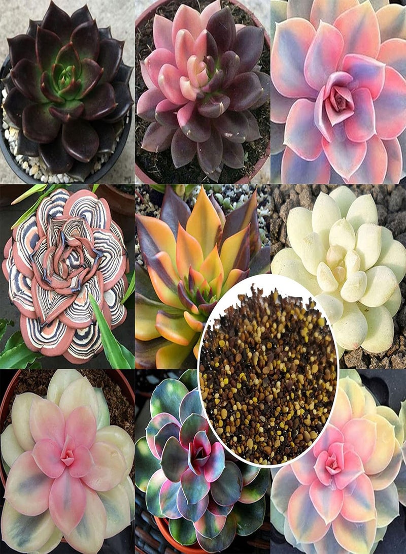 GGOOT Seed for Planting,100Pcs Mixed Rare Succulents Plant Seeds Garden Balcony Perennial Bonsai Decor-Succulent Seeds-100pcs - Image 1