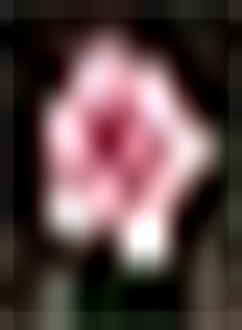 GGOOT 2pcs Roze Amaryllis Bollen Zeldzame soorten Amaryllis Essentiële bloemen voor tuin Binnendecoratie Boeket Gemakkelijke teeltmethode Aantrekkelijk landschap - Image 2