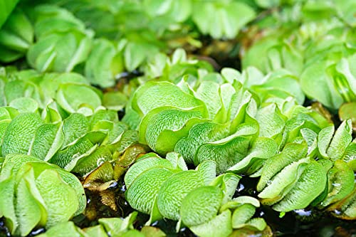 Gachwala Giant Salvinia natans Watermoss - Aquatic Plants Live - Rare Plant - Water moss Live Plant for Pond/Aquarium- Healthy Live Plant | Floating Watermoss | Live Plants for Aquarium Tank - Image 3