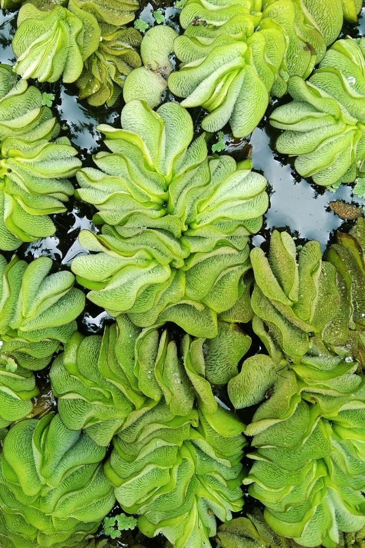 Gachwala Giant Salvinia natans Watermoss - Aquatic Plants Live - Rare Plant - Water moss Live Plant for Pond/Aquarium- Healthy Live Plant | Floating Watermoss | Live Plants for Aquarium Tank - Image 1