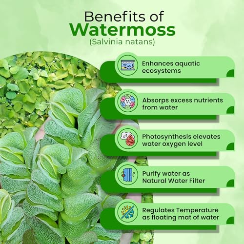 Gachwala Giant Salvinia natans Watermoss - Aquatic Plants Live - Rare Plant - Water moss Live Plant for Pond/Aquarium- Healthy Live Plant | Floating Watermoss | Live Plants for Aquarium Tank - Image 4