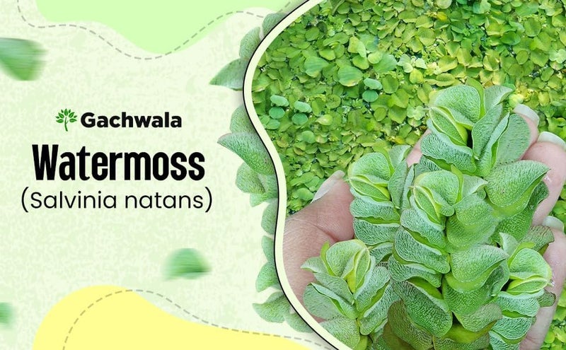 Gachwala Giant Salvinia natans Watermoss - Aquatic Plants Live - Rare Plant - Water moss Live Plant for Pond/Aquarium- Healthy Live Plant | Floating Watermoss | Live Plants for Aquarium Tank - Image 2
