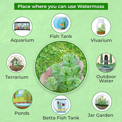 Gachwala Giant Salvinia natans Watermoss - Aquatic Plants Live - Rare Plant - Water moss Live Plant for Pond/Aquarium- Healthy Live Plant | Floating Watermoss | Live Plants for Aquarium Tank - Image 5