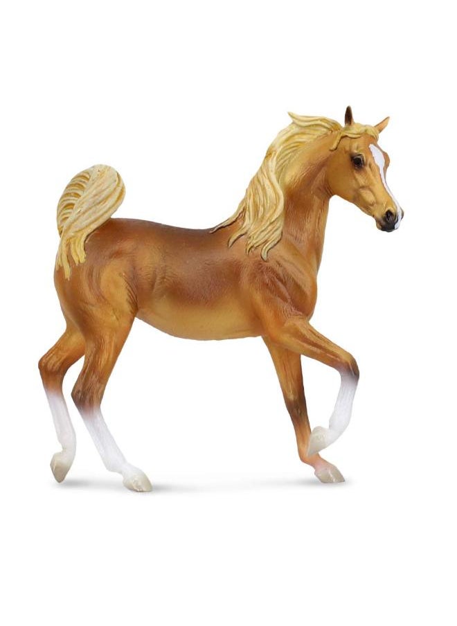 Terra Terra Arabian Mare 