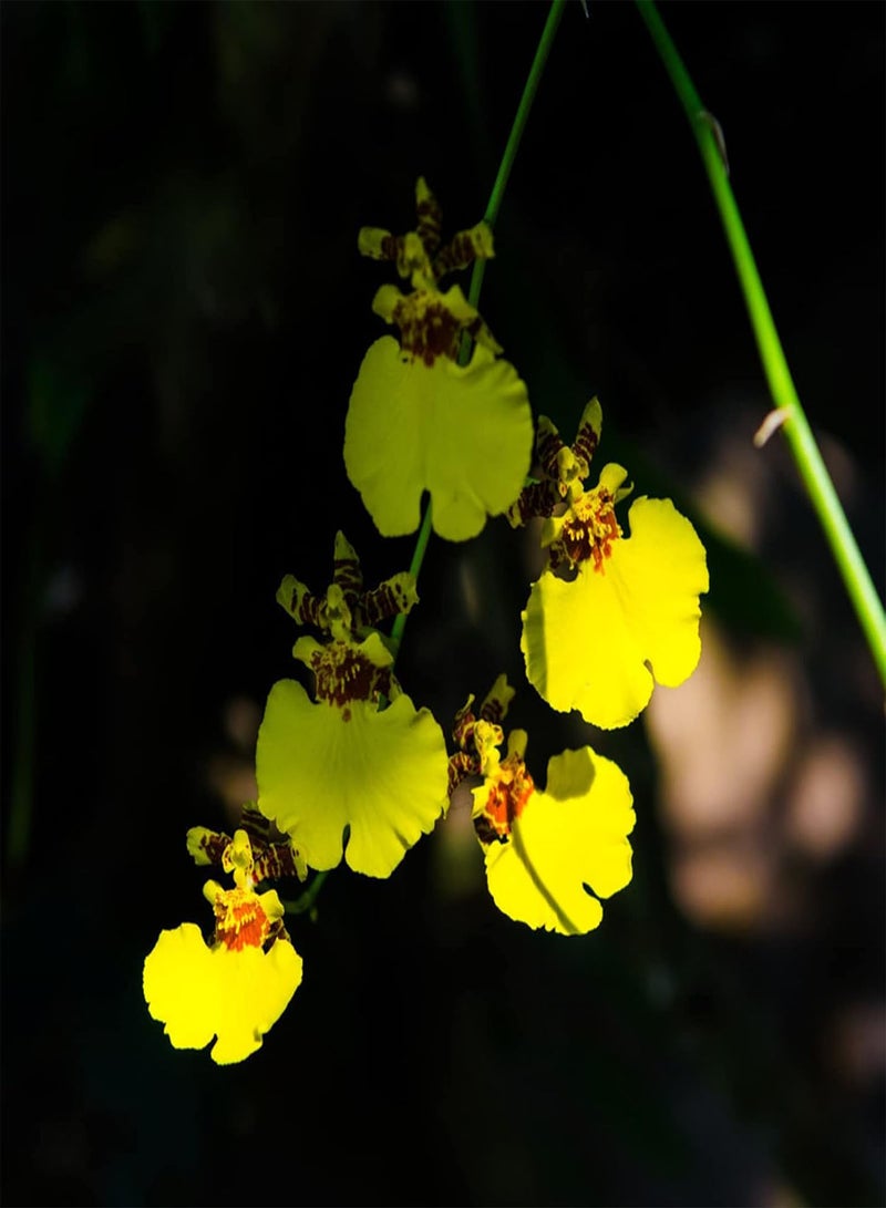 جي جوت إجمالي 100 قطعة من بذور زهور السيمبيديوم على شكل فتيات راقصات بذور زهور الحديقة للمنزل بذور مقاس واحد - Image 2