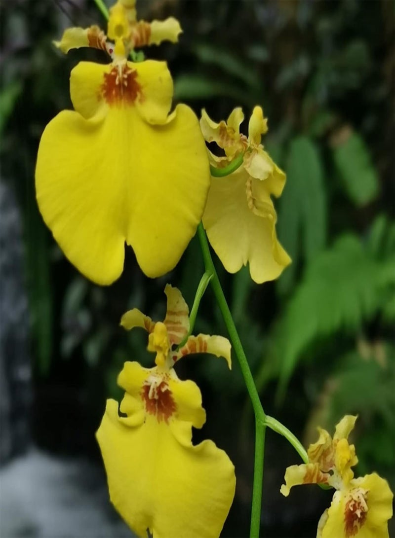 جي جوت إجمالي 100 قطعة من بذور زهور السيمبيديوم على شكل فتيات راقصات بذور زهور الحديقة للمنزل بذور مقاس واحد - Image 3