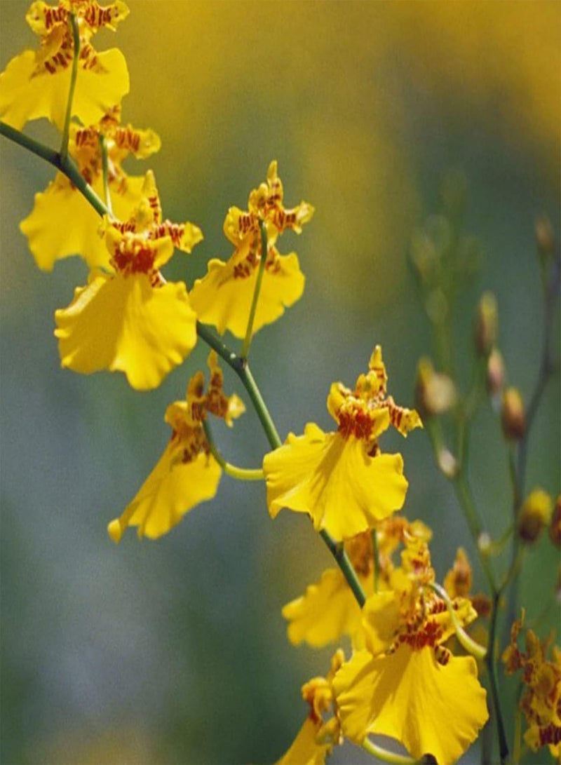 جي جوت إجمالي 100 قطعة من بذور زهور السيمبيديوم على شكل فتيات راقصات بذور زهور الحديقة للمنزل بذور مقاس واحد - Image 1