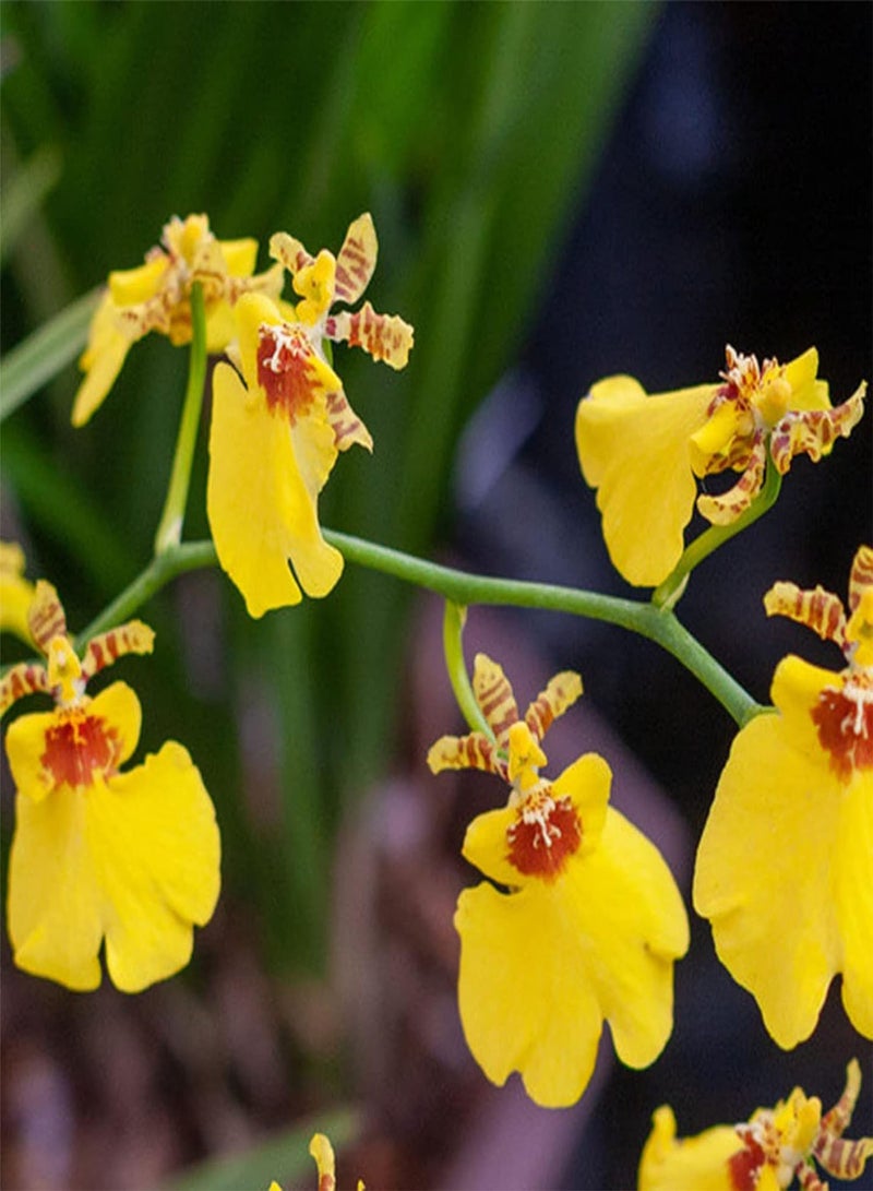 جي جوت إجمالي 100 قطعة من بذور زهور السيمبيديوم على شكل فتيات راقصات بذور زهور الحديقة للمنزل بذور مقاس واحد - Image 5