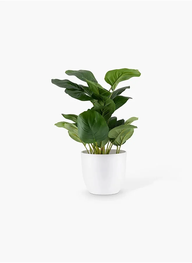 تو إكس إل هوم Watermelon Plant