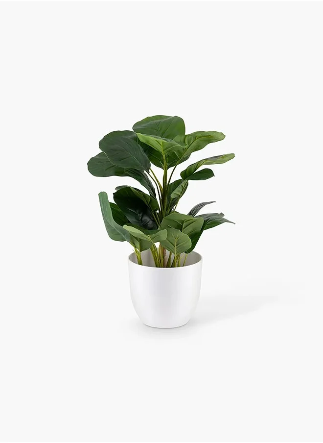 تو إكس إل هوم Watermelon Plant