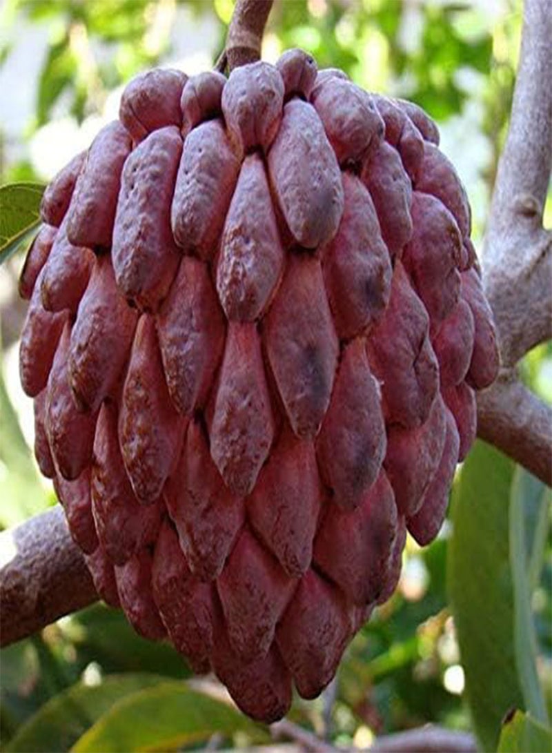 GGOOT Red Custard Apple Tree (10 Seeds) AKA Bullock's Heart,Jamaican Apple ! Rare 