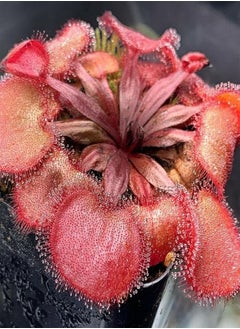 20Pcs/Bag Drosera Falconeri Seeds Rare Carnivorous Attractive Full of Vitality Sundew Seeds for Outdoor Drosera Falconeri Seeds