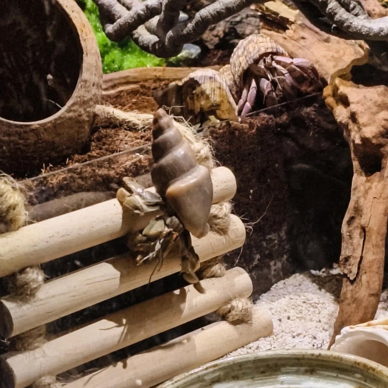 RUNANIA Crested Gecko Tank Accessories，Reptile Vines Plants with Coconut Shell Ladder Hideout Hermit Crab Decor for Bearded Dragon Lizard Chameleon Tortoise Snake - Image 5