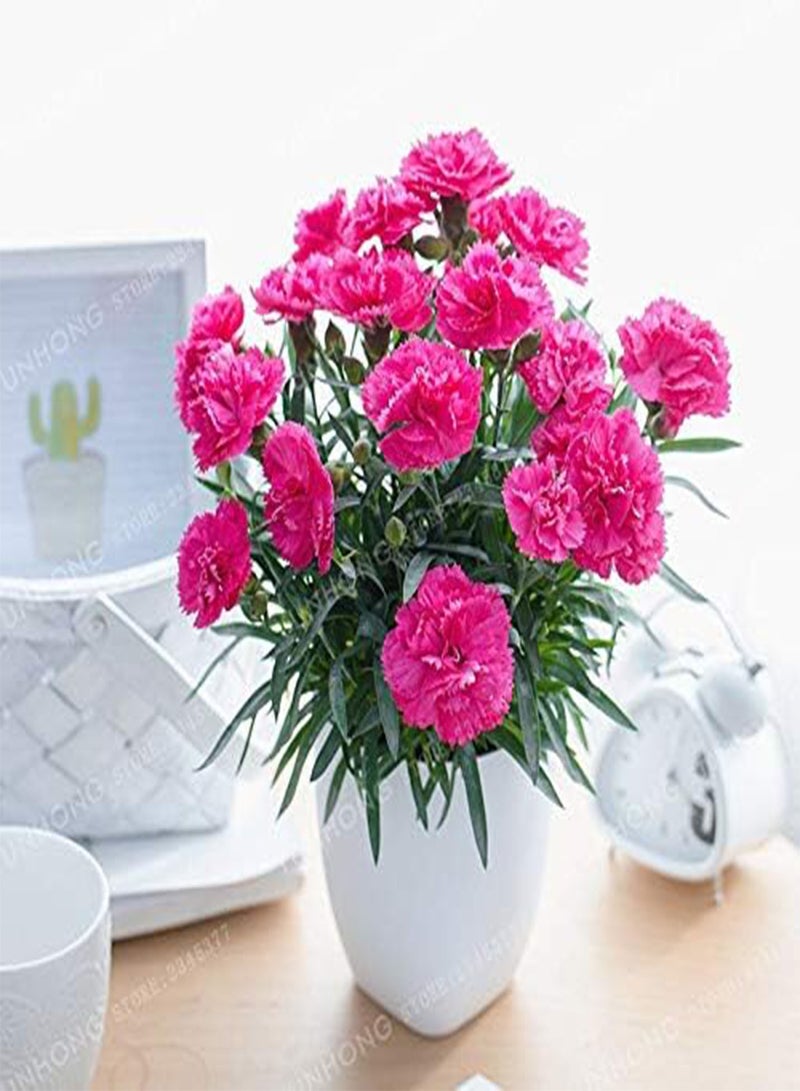 GGOOT Fresh 100 pcs Carnation Dianthus Caryophyllus Flower Seeds for Planting Orange - Image 3