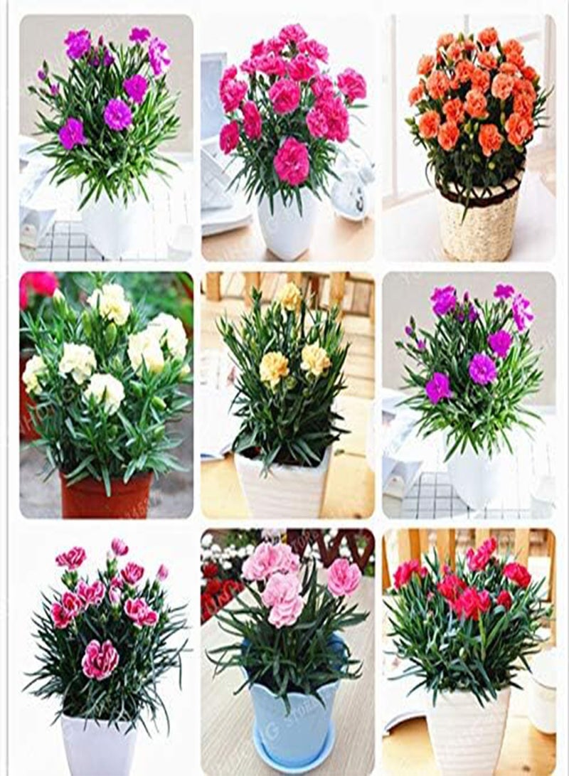 GGOOT Fresh 100 pcs Carnation Dianthus Caryophyllus Flower Seeds for Planting Orange - Image 4
