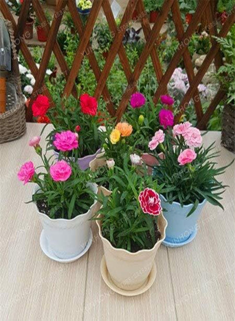 GGOOT Fresh 100 pcs Carnation Dianthus Caryophyllus Flower Seeds for Planting Orange - Image 2
