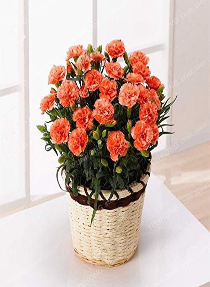 GGOOT Fresh 100 pcs Carnation Dianthus Caryophyllus Flower Seeds for Planting Orange - Image 1
